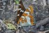 Limenitis populi